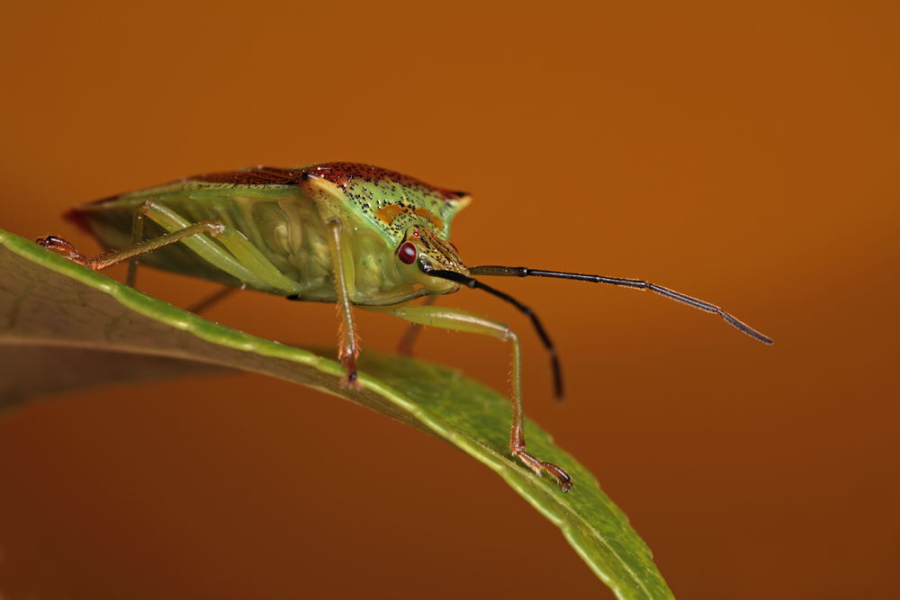 Hawthorn Shieldbug 1